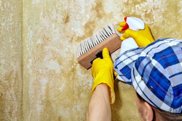 Best Mold Damage Restoration  in Homer, MI